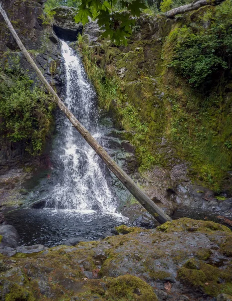 Pristine Moss Covered Tomtom Falls Surrounded Vegetation Algae Old Growth — Stockfoto