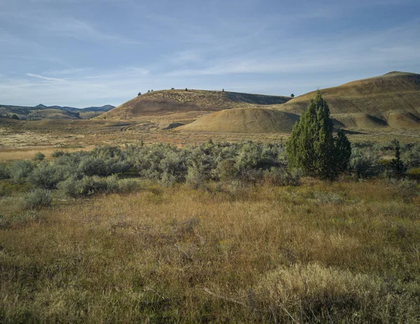 Sentier Dans Environnement Semi Désertique Avec Des Arbres Arbustes Herbe — Photo