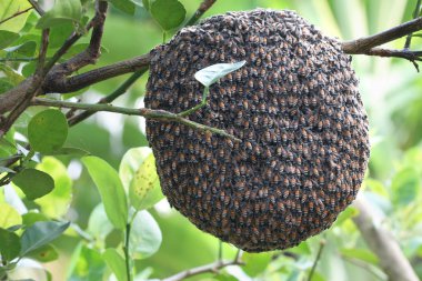 Limon ağacı ile petek arı kapatın. Kovan içinde bir arı kovanı. Apiculture, böcek ya da hayvan.