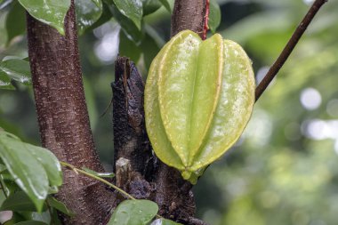 Star meyve Ağaçta asılı. Carambola ağaç, Star apple, Star meyve fotoğraf.