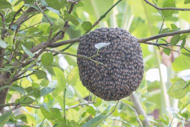 Limon ağacı ile petek arı kapatın. Kovan içinde bir arı kovanı. Apiculture, böcek ya da hayvan.