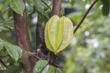 Star meyve Ağaçta asılı. Carambola ağaç, Star apple, Star meyve fotoğraf.