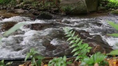 Temiz su bir orman. Küçük dağ nehir. Dağlarda su. Kışın ormandaki nehir. Milli park. Teen Tok Royal proje geliştirme Center.Chiang Mai.Thailand