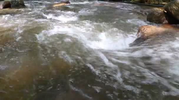 Чистая Пресная Вода Леса Small Mountain River Water Mountains River — стоковое видео