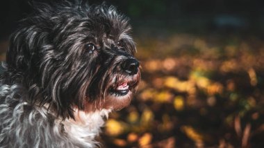 Havanalı Köpek Sonbahar Yaprakları 'nda oynuyor