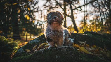 Havanalı Köpek Sonbahar Yaprakları 'nda oynuyor