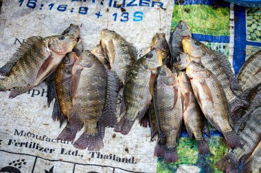 Nampan Village, Inle Lake/Shan State, Myanmar - February 7, 2020: Fresh Catch of Tilapia Fish on Sale at Nampan Market, Inle Lake, Myanmar.