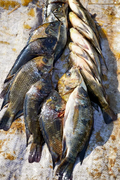 Captures Fraîches Poisson Tilapia Vente Marché Nampan Lac Inle Myanmar — Photo