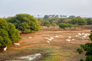 Bagan, Myanmar 'da otlayan bir inek sürüsü.
