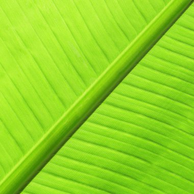 yeşil muz yaprak dokusu 