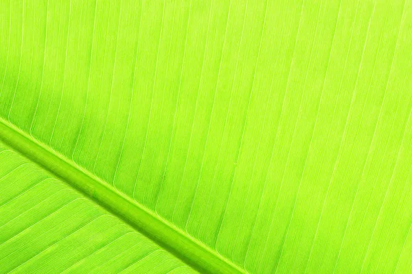 Textúra a zöld banán levél — Stock Fotó
