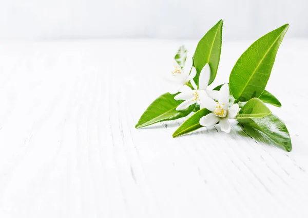 Neroli (Citrus aurantium) kwiaty kwiaty — Zdjęcie stockowe