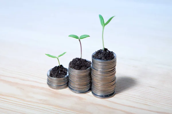 Idea money growing concept. Business success concept. Trees growing on pile of coins money