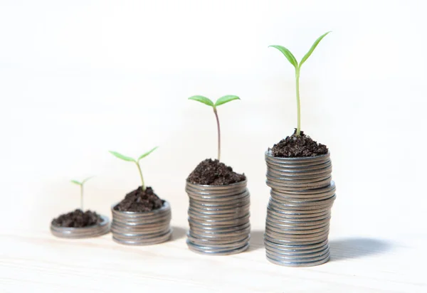 Idea money growing concept. Business success concept. Trees growing on pile of coins money