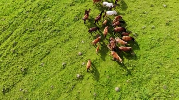 Luchtfoto van een kudde paarden met veulens in een groene weide. Genomen door een drone — Stockvideo