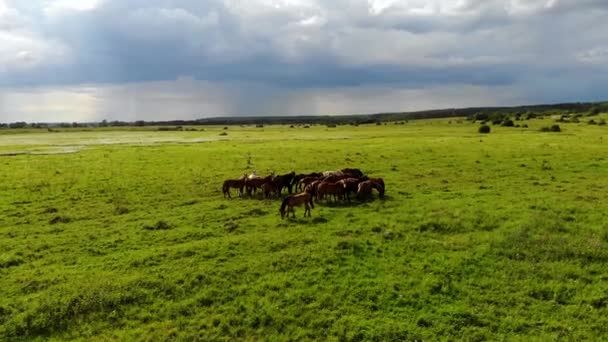 Vue aérienne d'un troupeau de chevaux avec des poulains dans une prairie verte. Pris par drone 