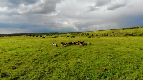Légi repülés egy csorda ló körül csikókkal a zöld mezőn. Egy drón lőtte le. — Stock videók