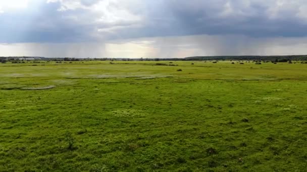 Vue aérienne d'un troupeau de chevaux avec des poulains dans une prairie verte. Pris par drone 