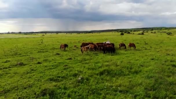 Légi repülés egy csorda ló körül csikókkal a zöld mezőn. Egy drón lőtte le. — Stock videók