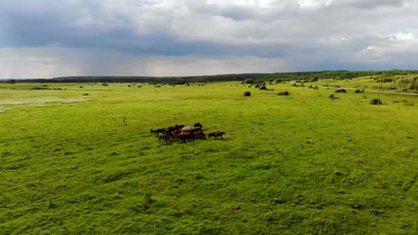 Vol aérien autour d'un troupeau de chevaux avec poulains dans la prairie verte. Tourné par drone 