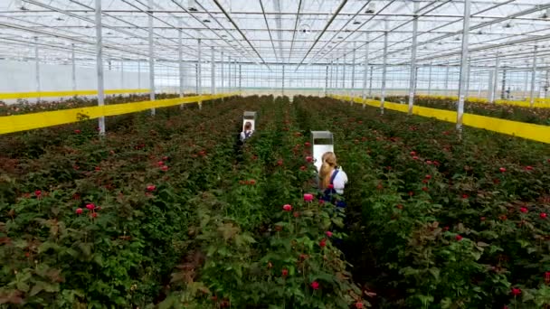 Voo dentro da estufa sobre rosas em crescimento. Trabalhadores cortam rosas maduras — Vídeo de Stock