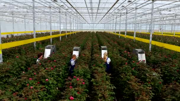 Flight inside the greenhouse over growing roses. Workers cut ripe roses — Stock Video