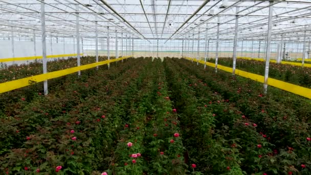 Flug innerhalb des Gewächshauses über wachsende Rosen. Arbeiter schneiden reife Rosen — Stockvideo