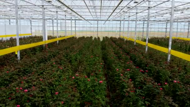 Flug innerhalb des Gewächshauses über wachsende Rosen. Arbeiter schneiden reife Rosen — Stockvideo