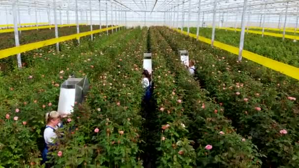Vuelo dentro del invernadero sobre rosas en crecimiento. Trabajadores cortan rosas maduras — Vídeos de Stock