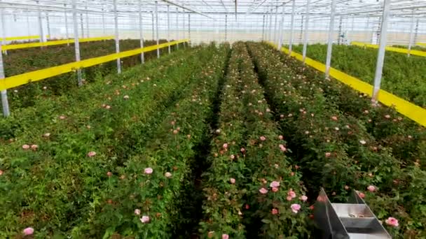 Voo dentro da estufa sobre rosas em crescimento. Trabalhadores cortam rosas maduras — Vídeo de Stock