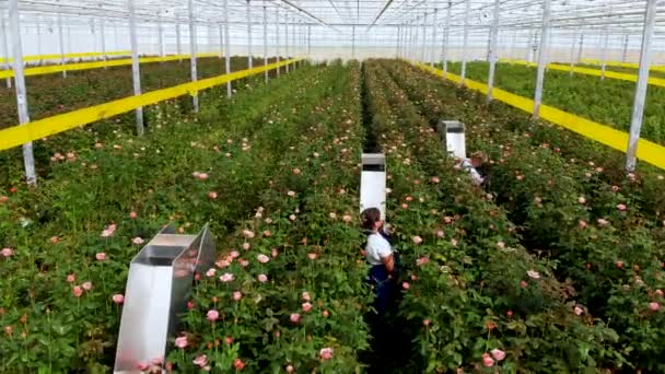 Vuelo dentro del invernadero sobre rosas en crecimiento. Trabajadores cortan rosas maduras — Vídeo de stock