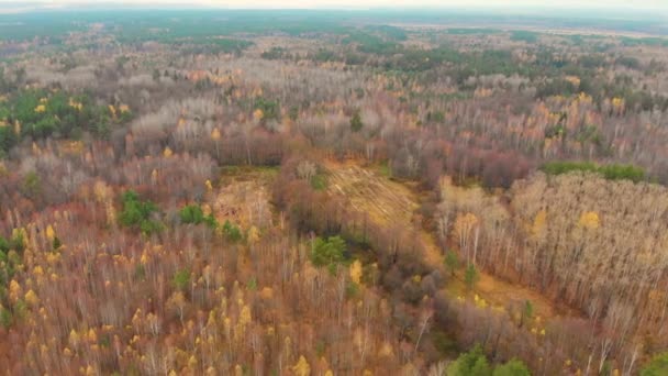 Letecký let nad odlesňováním v Rusku. Vykácený prales, zabraný dronem — Stock video