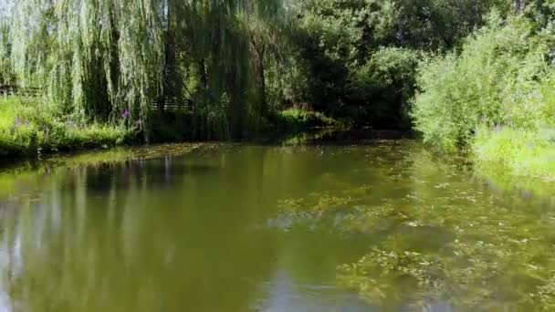 Luchtvlucht over een kleine vijver omgeven door geurige greens. Genomen door een drone — Stockvideo