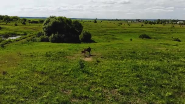 Flygflygning över en häst och små föl bete i utkanten av byn — Stockvideo