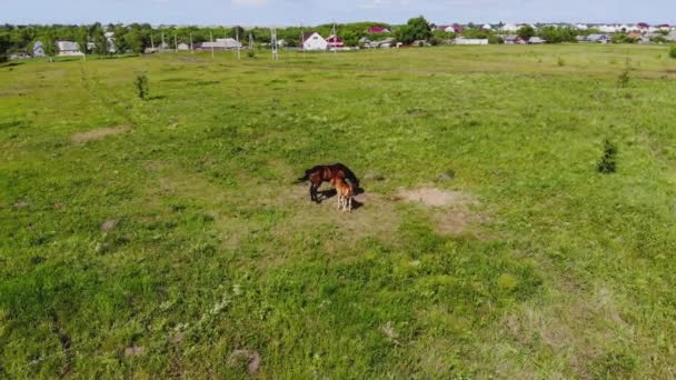 Vuelo aéreo sobre un caballo y un potro pequeño pastando en las afueras de la aldea — Vídeos de Stock