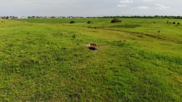 Vuelo aéreo sobre un caballo y un potro pequeño pastando en las afueras de la aldea — Vídeos de Stock