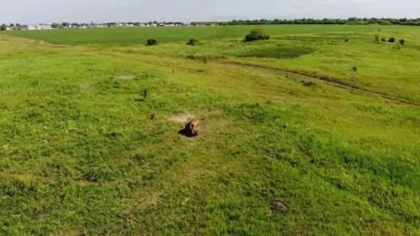 Vuelo aéreo sobre un caballo y un potro pequeño pastando en las afueras de la aldea — Vídeos de Stock