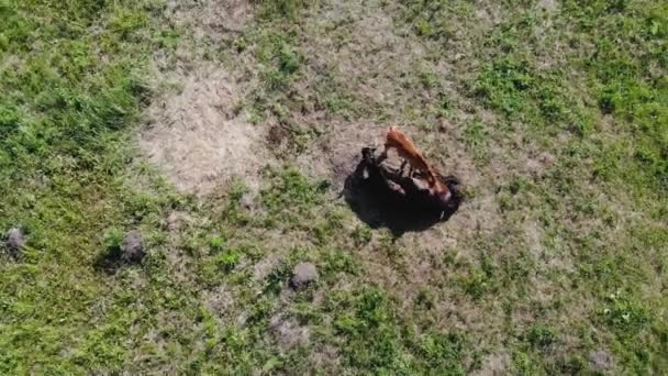 Vuelo aéreo sobre un caballo y un potro pequeño pastando en las afueras de la aldea — Vídeos de Stock