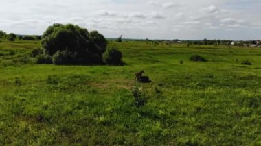Bir at ve köyün eteklerinde otlayan küçük bir tay üzerinde havadan uçuş.