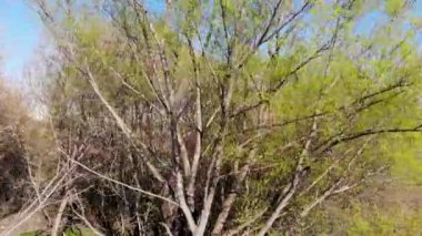 Ağaçların tepesinde uçan bir hava. İlkbaharda insansız hava aracı tarafından çekildi.