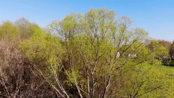 Aereo che vola intorno alla corona degli alberi. Preso dal drone in primavera — Video Stock