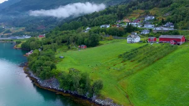 Voo de drone aéreo sobre um bando de ovelhas que pastam em uma fazenda na Noruega — Vídeo de Stock