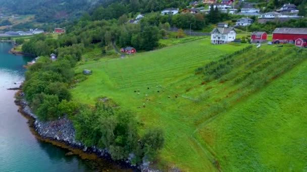 在挪威的一个农场，无人驾驶飞机飞越一群正在吃草的羊 — 图库视频影像