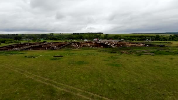 Vista aérea do drone de uma manada de vacas de fazenda no curral. Tomado no verão — Vídeo de Stock