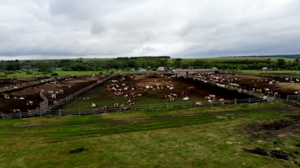 Vista aérea de un rebaño de vacas de granja en el corral. Tomado en el verano — Vídeos de Stock