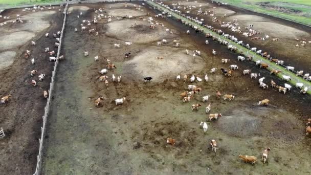 Zicht vanuit de lucht op een kudde boerenkoeien in de kraal. Genomen in de zomer — Stockvideo