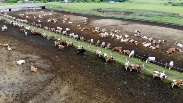 Zicht vanuit de lucht op een kudde boerenkoeien in de kraal. Genomen in de zomer — Stockvideo