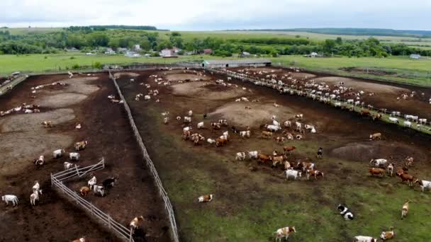 Воздушный беспилотный обзор стада фермерских коров в загоне. Снято летом — стоковое видео