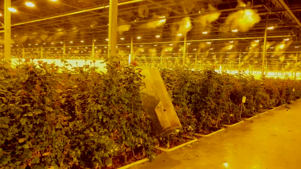 Modern technological process of irrigating rose bushes inside the greenhouse — Stock Video