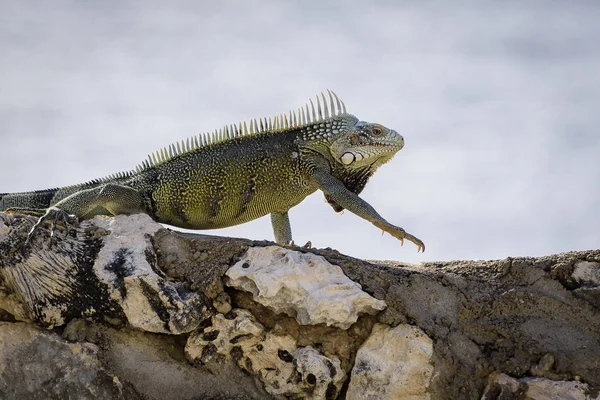 A Common green iguana (Iguana iguana) is walking over the top of a stone wall one leg is stretched to take the next step. This animal is called Yuana in Papiamento.